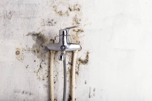 Reliable Friona, TX Mold Removal Solutions