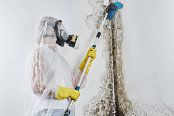Best Mold Testing  in Friona, TX
