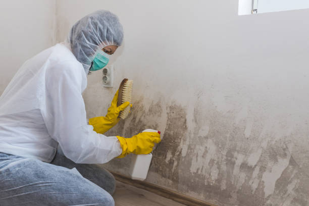Best Office Mold Removal Services  in Friona, TX