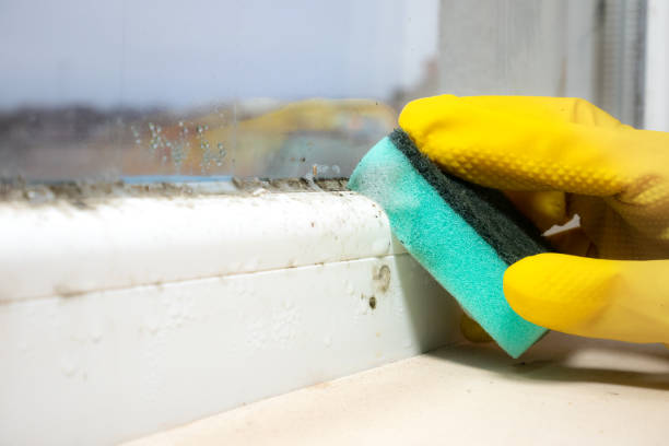 Best Black Mold Removal  in Friona, TX