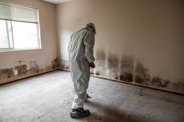 Best Best Mold Removal Companies  in Friona, TX